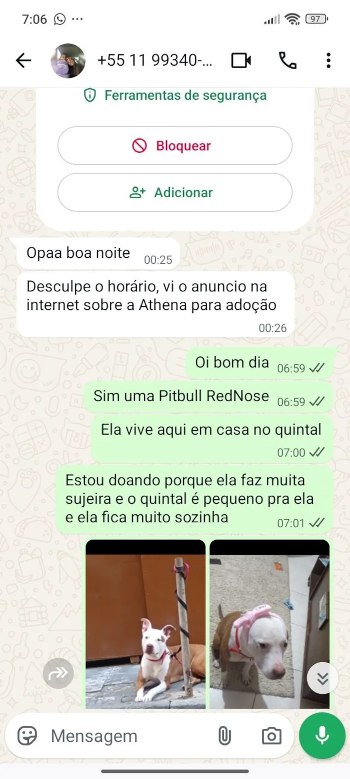 Cachorro raça Pit-Bull idade 3 anos nome Atena