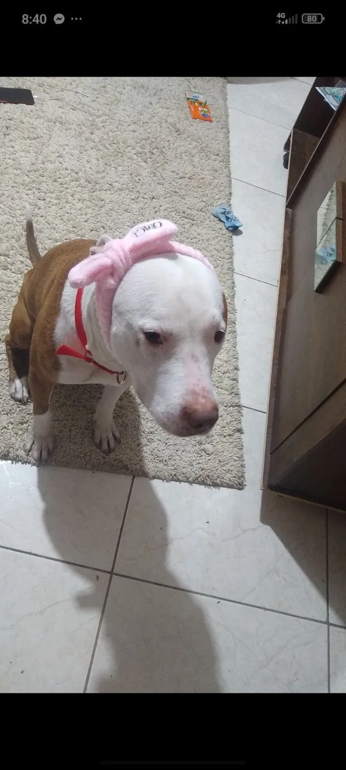 Cachorro raça Pit-Bull idade 3 anos nome Atena