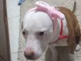 Atena
