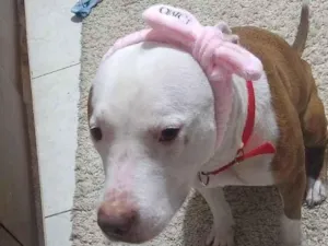 Cachorro raça Pit-Bull idade 3 anos nome Atena