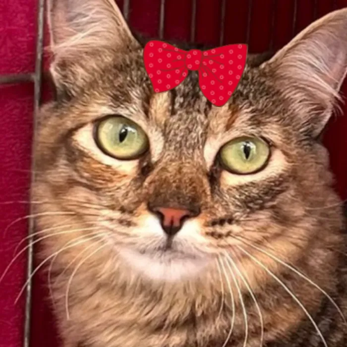 Gato raça SRD-ViraLata idade 2 a 6 meses nome Lis 