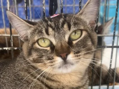 Gato raça SRD-ViraLata idade 2 a 6 meses nome Lucio 