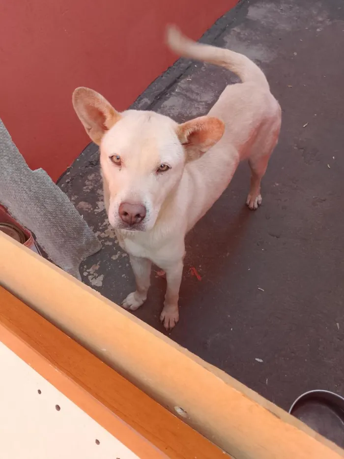Cachorro raça SRD-ViraLata idade 2 a 6 meses nome Nike