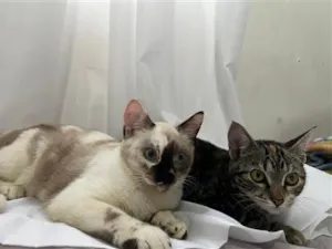 Gato raça SRD-ViraLata idade 2 a 6 meses nome Miranda e Maya 