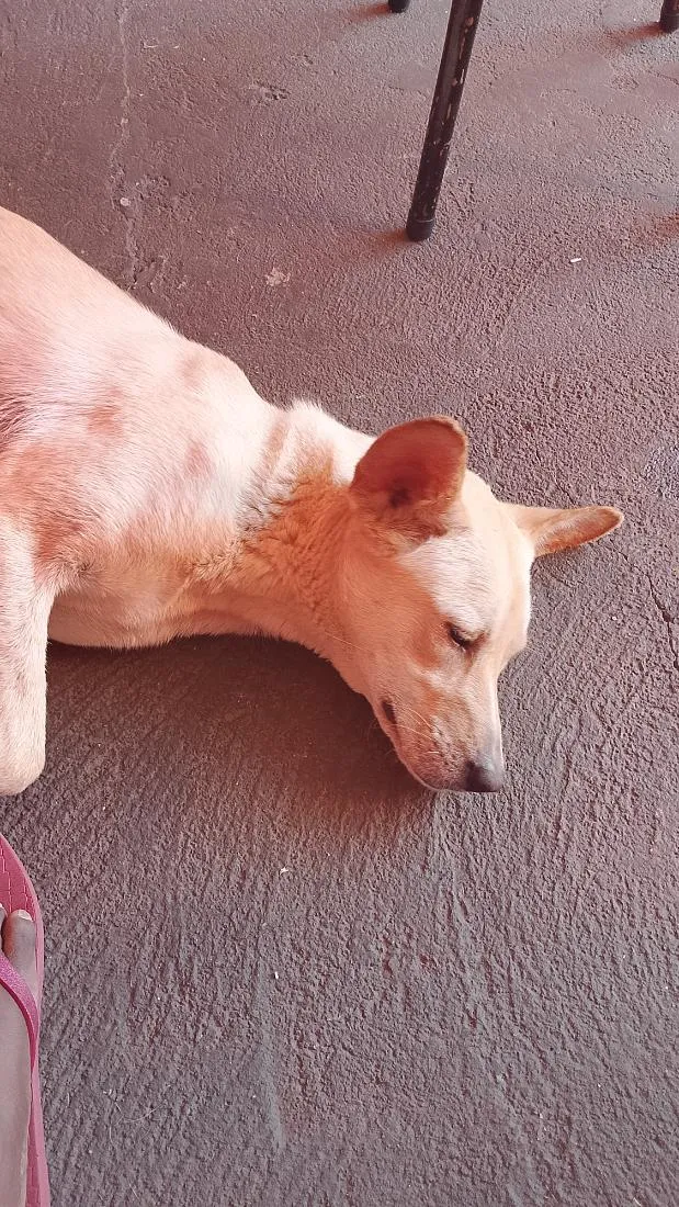 Cachorro raça SRD-ViraLata idade 2 a 6 meses nome sky