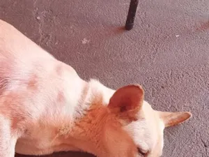 Cachorro raça SRD-ViraLata idade 2 a 6 meses nome sky