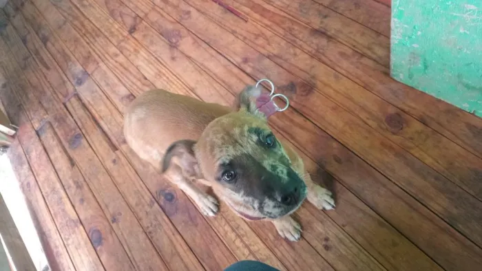 Cachorro raça SRD-ViraLata idade 2 a 6 meses nome duquesa 