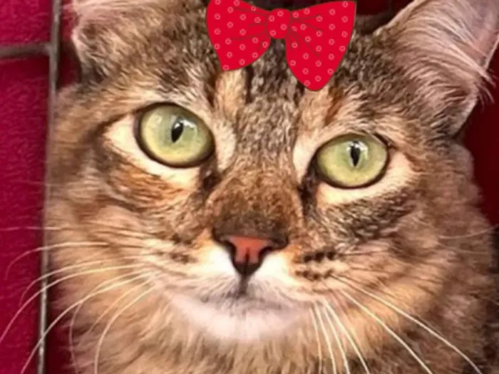 Gato raça SRD-ViraLata idade 2 a 6 meses nome Lis 
