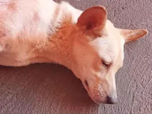Cachorro raça SRD-ViraLata idade 2 a 6 meses nome sky