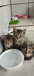 Mia ,Leona e Poly