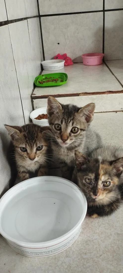 Gato raça SRD-ViraLata idade 2 a 6 meses nome Mia ,Leona e Poly