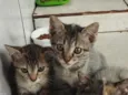 Mia ,Leona e Poly