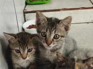 Gato raça SRD-ViraLata idade 2 a 6 meses nome Mia ,Leona e Poly