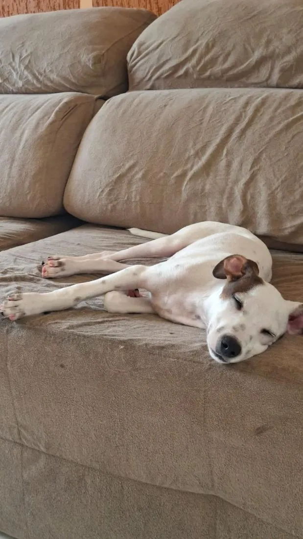 Cachorro raça SRD-ViraLata idade 2 a 6 meses nome Snoopy