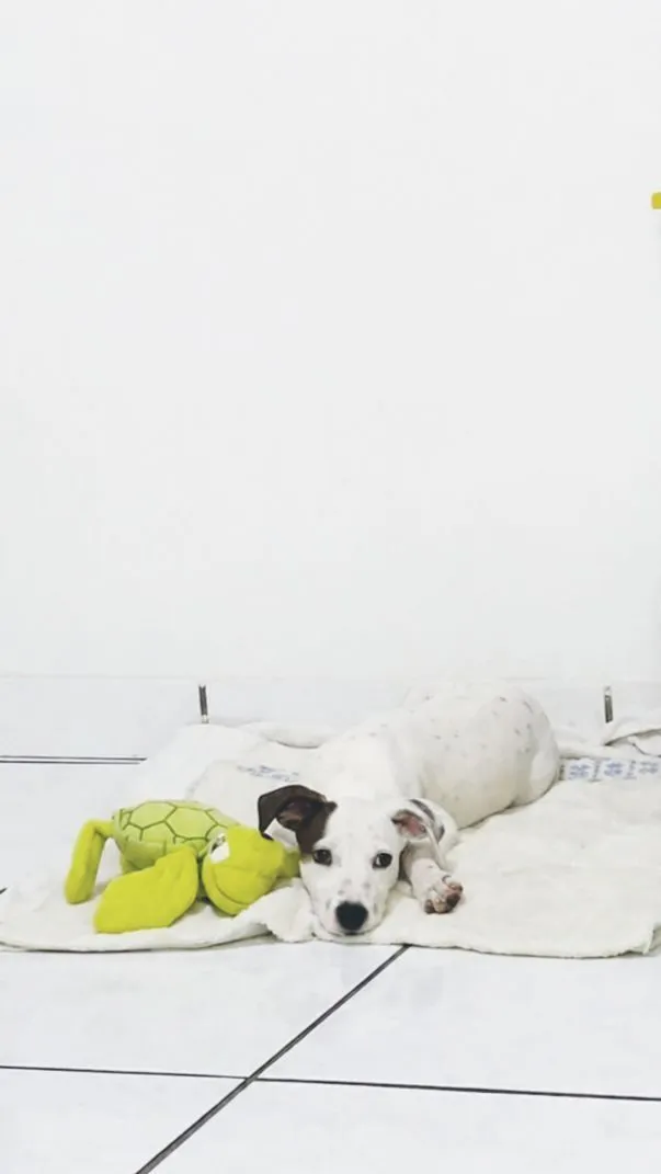 Cachorro raça SRD-ViraLata idade 2 a 6 meses nome Snoopy