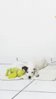 Snoopy