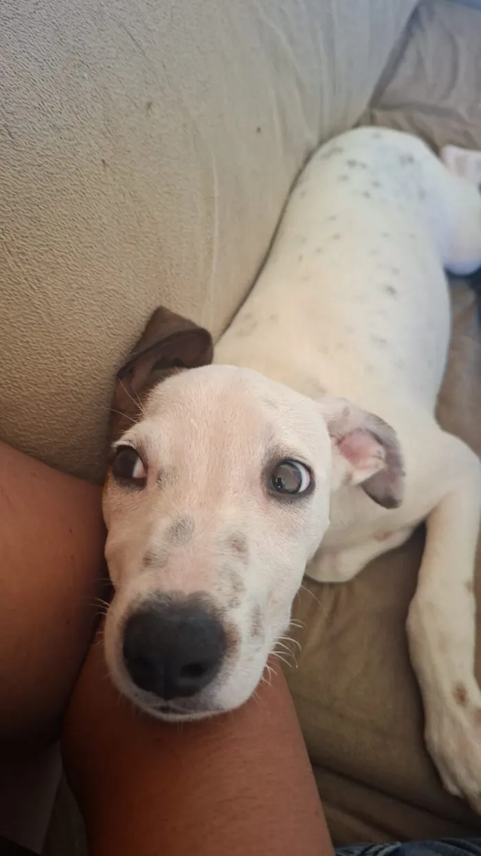 Cachorro raça SRD-ViraLata idade 2 a 6 meses nome Snoopy