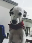 Snoopy