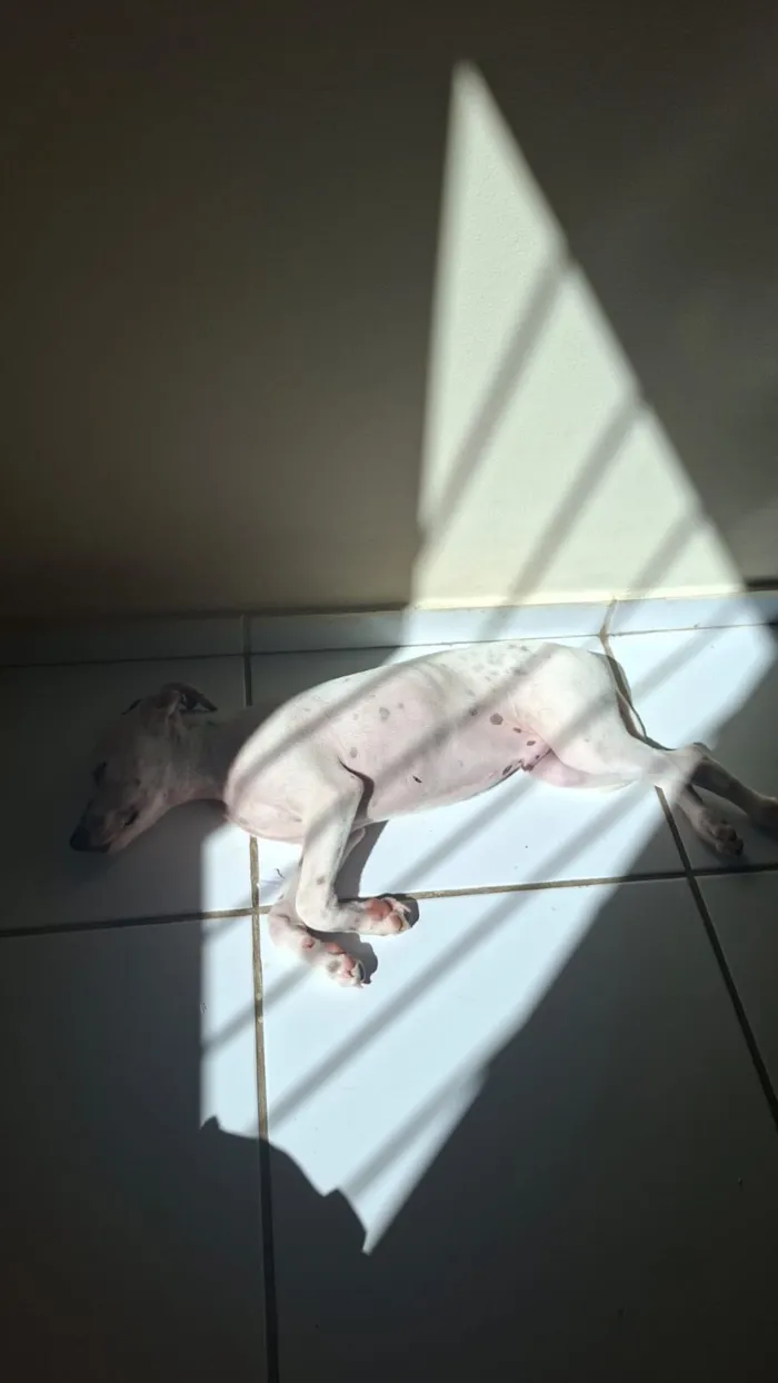 Cachorro raça SRD-ViraLata idade 2 a 6 meses nome Snoopy