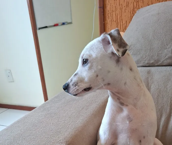 Cachorro raça SRD-ViraLata idade 2 a 6 meses nome Snoopy