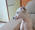 Snoopy