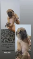 Frederico