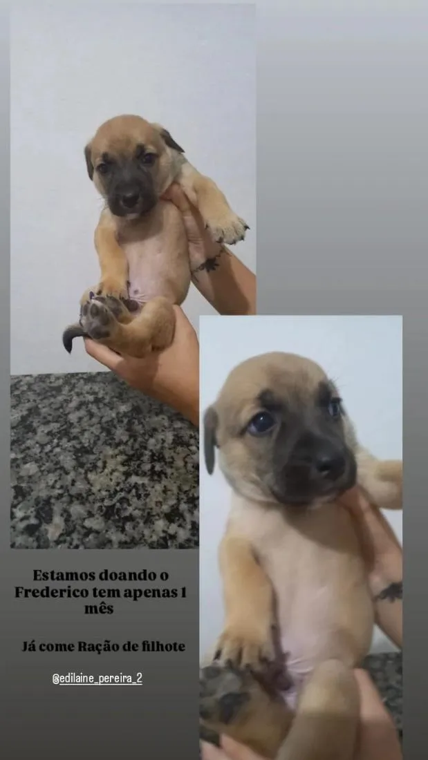 Cachorro raça SRD-ViraLata idade Abaixo de 2 meses nome Frederico