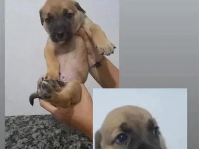 Cachorro raça SRD-ViraLata idade Abaixo de 2 meses nome Frederico