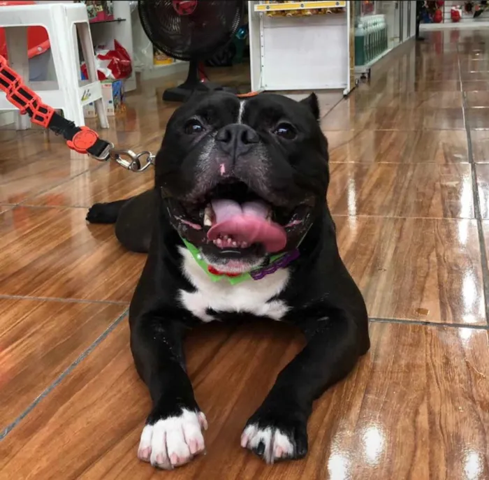 Cachorro raça Pit-Bull idade 6 ou mais anos nome Luke