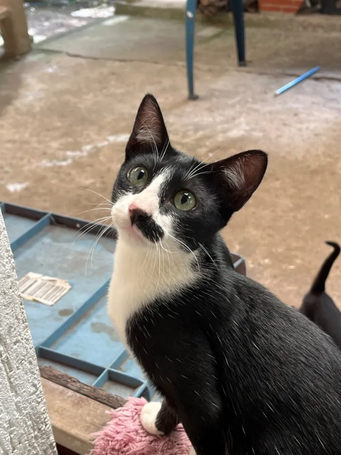 Gato raça SRD-ViraLata idade 7 a 11 meses nome Alecrim