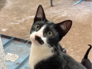Gato raça SRD-ViraLata idade 7 a 11 meses nome Alecrim