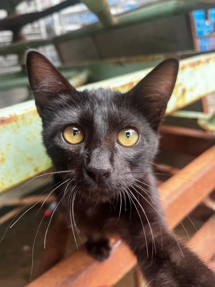 Gato raça SRD-ViraLata idade 7 a 11 meses nome Café