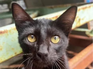 Gato raça SRD-ViraLata idade 7 a 11 meses nome Café