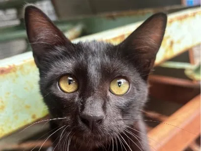 Gato raça SRD-ViraLata idade 7 a 11 meses nome Café