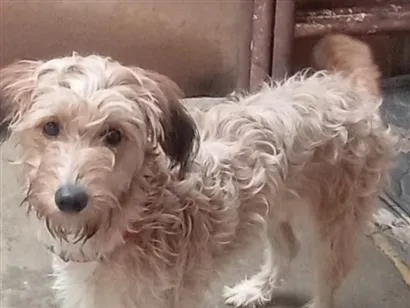 Cachorro raça SRD-ViraLata idade 1 ano nome Estrela