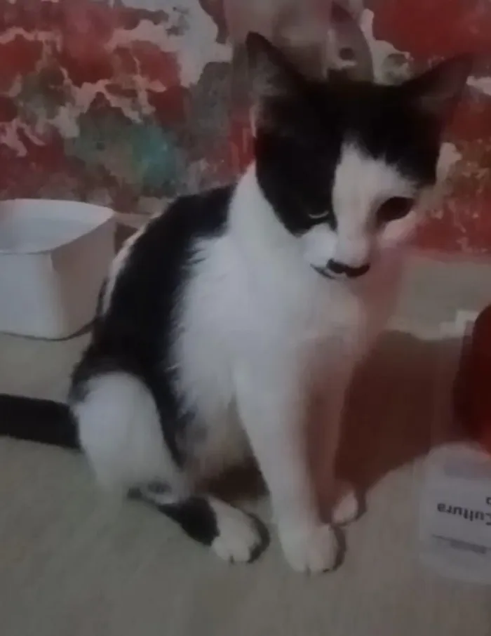 Gato raça SRD-ViraLata idade 2 a 6 meses nome frajola