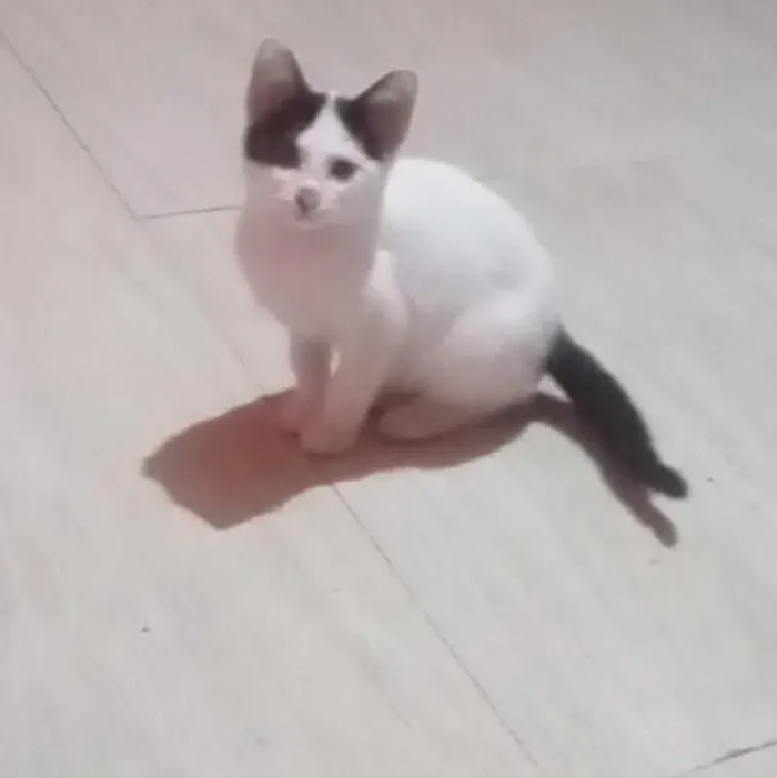 Gato raça SRD-ViraLata idade 2 a 6 meses nome frajola
