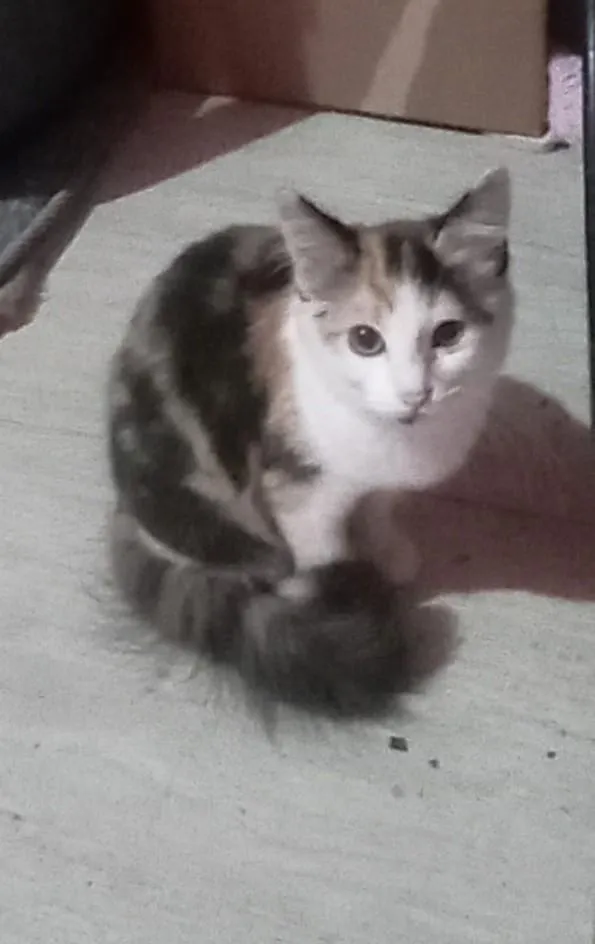 Gato raça SRD-ViraLata idade 2 a 6 meses nome frajola