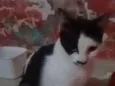 frajola