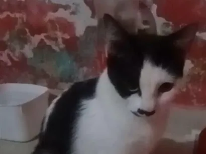 Gato raça SRD-ViraLata idade 2 a 6 meses nome frajola