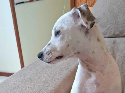 Cachorro raça SRD-ViraLata idade 2 a 6 meses nome Snoopy
