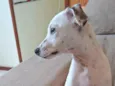 Snoopy