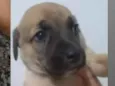 Frederico
