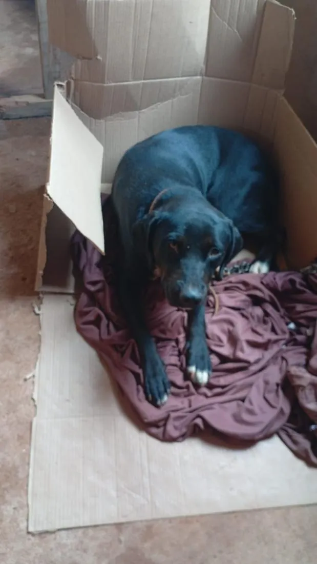 Cachorro raça Rottweiler idade 1 ano nome pantera 