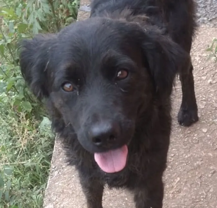 Cachorro raça Labrador idade 2 a 6 meses nome Zeus 