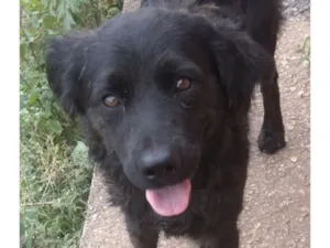 Cachorro raça Labrador idade 2 a 6 meses nome Zeus 