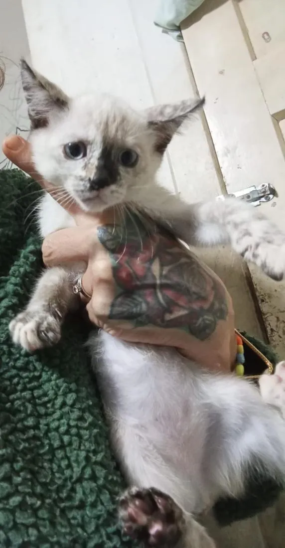 Gato raça SRD-ViraLata idade Abaixo de 2 meses nome Atena