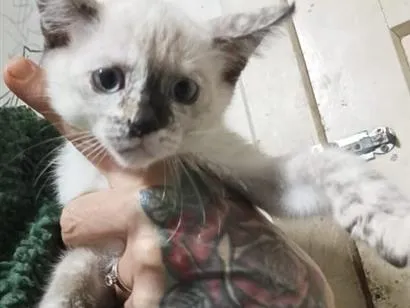 Gato raça SRD-ViraLata idade Abaixo de 2 meses nome Atena