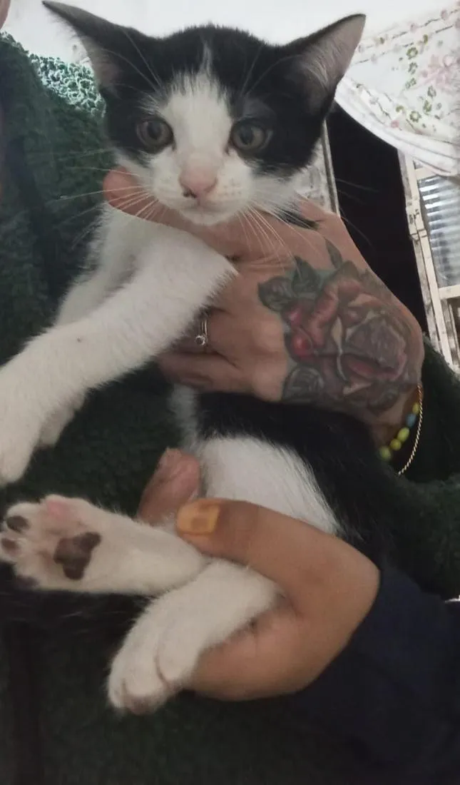 Gato raça SRD-ViraLata idade Abaixo de 2 meses nome Tom