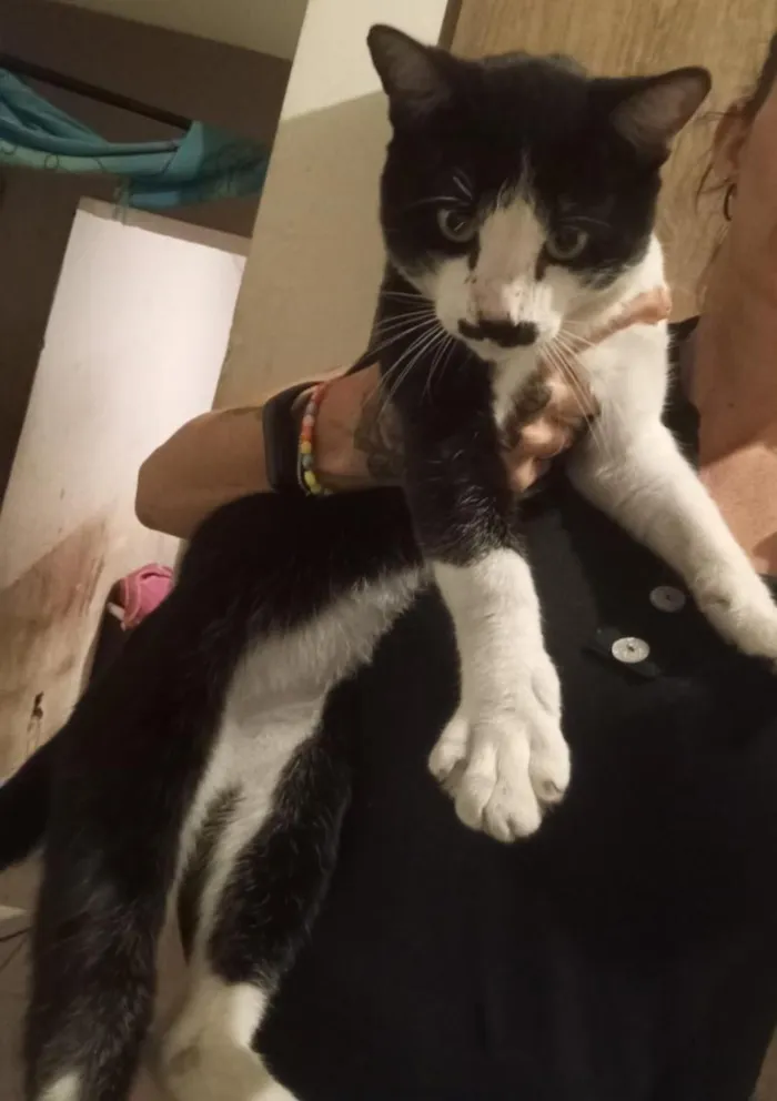 Gato raça SRD-ViraLata idade 7 a 11 meses nome Tom